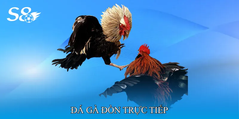 Đá Gà Đòn Trực Tiếp Mang Đến Trải Nghiệm Cược Sinh Động