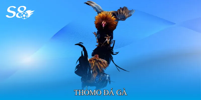 Thomo Đá Gà - Hướng Dẫn Soi Kèo Và Phân Tích Trận Đấu Chuẩn